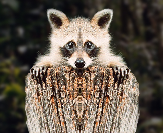 Photoshop-Design von squaredd für DesignCrowd (Community Contests) | Design #9152367