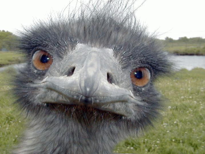 Photoshop Design by fiel for DesignCrowd (Community Contests) | Design #9152357