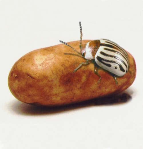 Photoshop Design by gunmetal for DesignCrowd (Community Contests) | Design #9140806