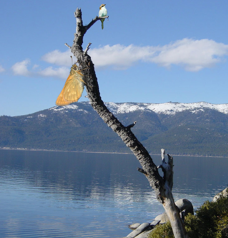 Photoshop Design by MrNelson for DesignCrowd (Community Contests) | Design #9140817