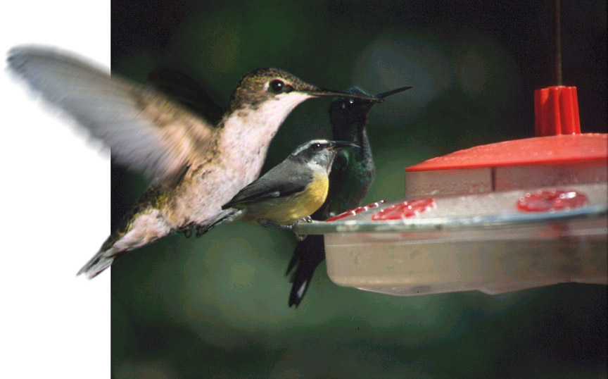 Photoshop Design by satyricon for DesignCrowd (Community Contests) | Design #9140869