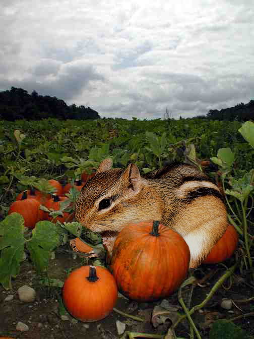 Diseño de Photoshop por typingmonkey para DesignCrowd (Community Contests) | Diseño #9147851