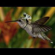 Photoshop Design by Fascha