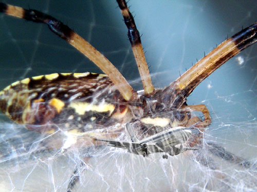 Photoshop Design by fRedline for DesignCrowd (Community Contests) | Design #9147887