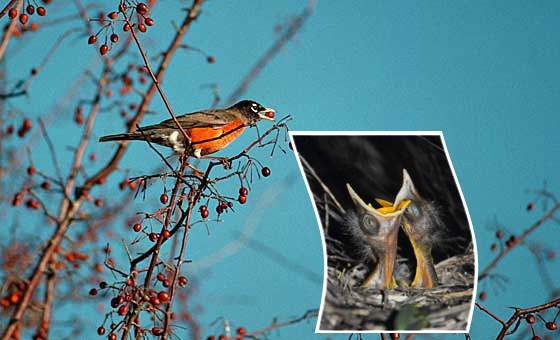 Photoshop Design by susv for DesignCrowd (Community Contests) | Design #9147652