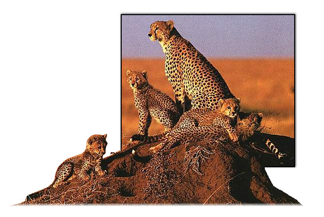 Photoshop Design by Sobek for DesignCrowd (Community Contests) | Design #9147691