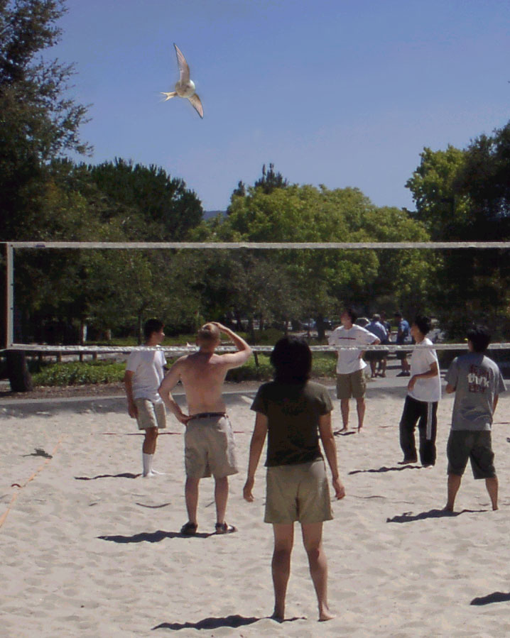 Photoshop Design by satyricon for DesignCrowd (Community Contests) | Design #9145126