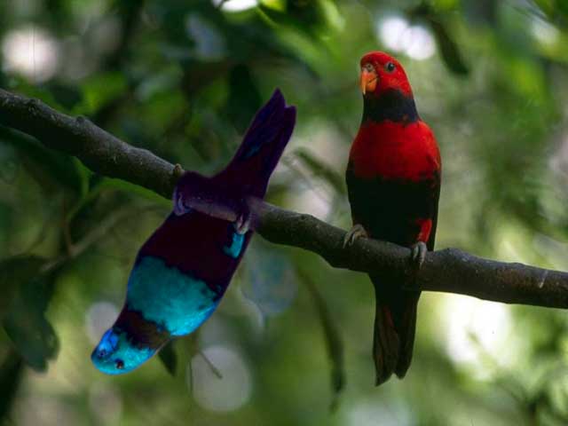 Design Photoshop par Marious pour DesignCrowd (Community Contests) | Design #9126122