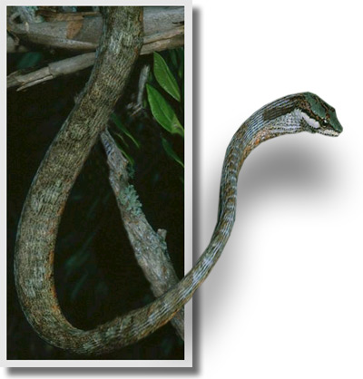 Photoshop Design by rybonyc for DesignCrowd (Community Contests) | Design #9140366