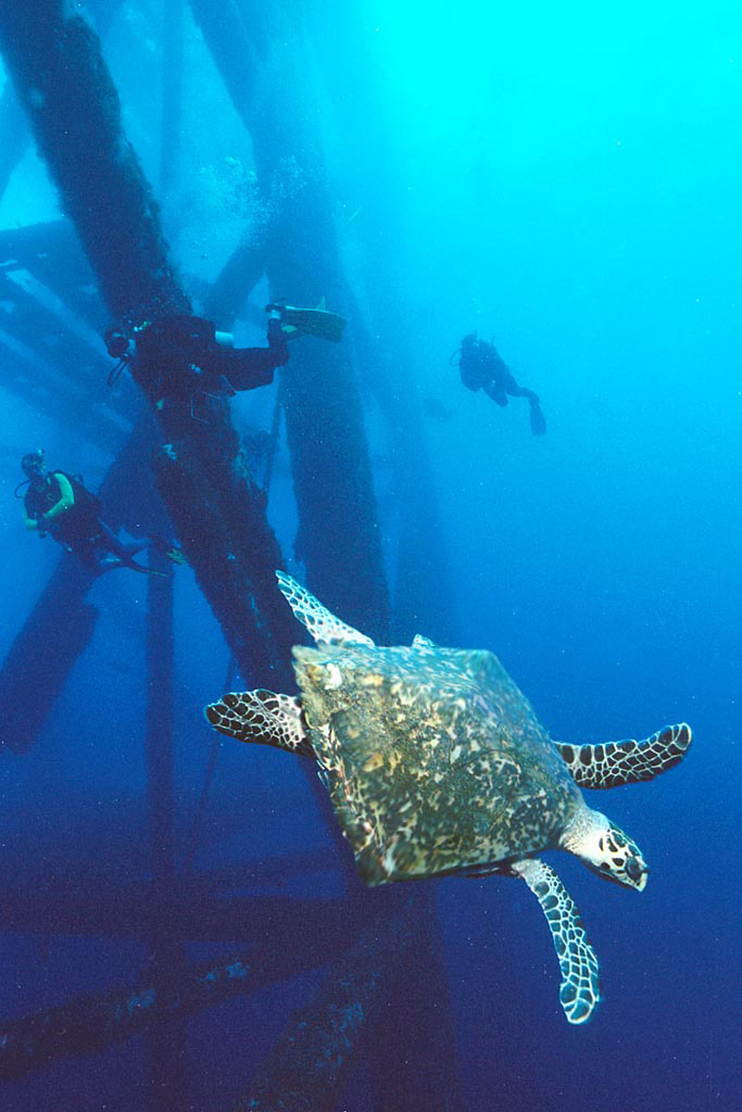 Design Photoshop par justchris pour DesignCrowd (Community Contests) | Design #9149988