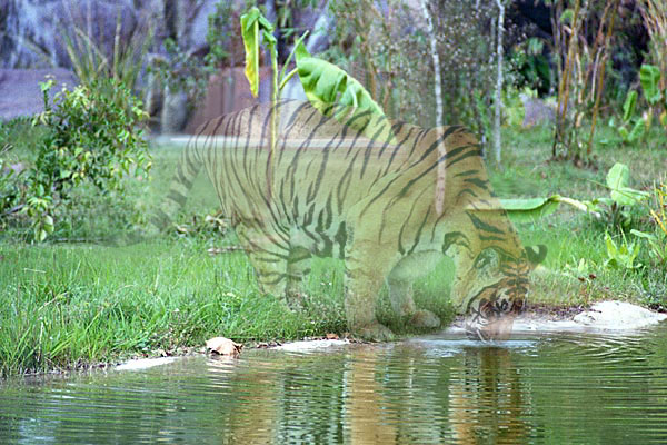 Diseño de Photoshop por Nez para DesignCrowd (Community Contests) | Diseño #9147314