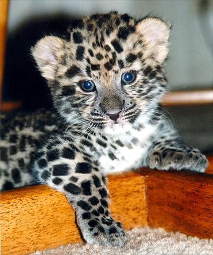 Photoshop Design by SiIkenFairy for DesignCrowd (Community Contests) | Design #9150120