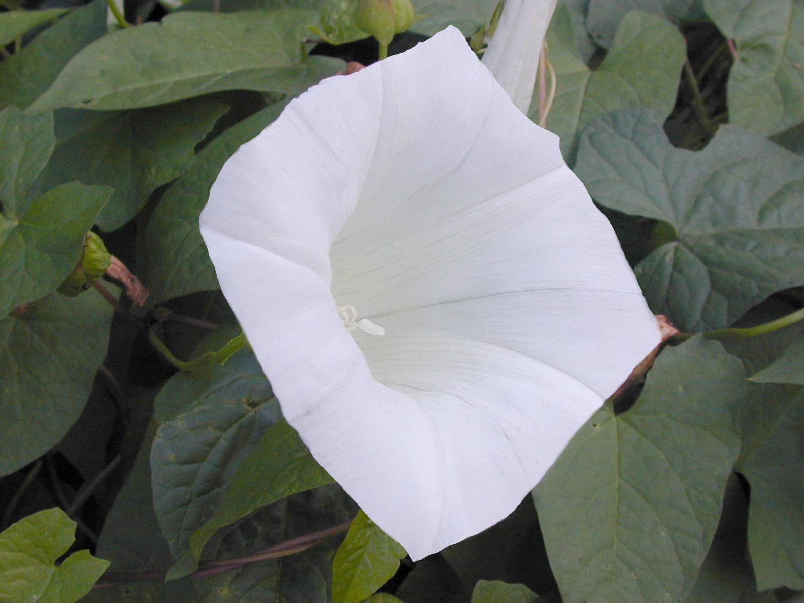 Photoshop Design by Gnat for DesignCrowd (Community Contests) | Design #9150150