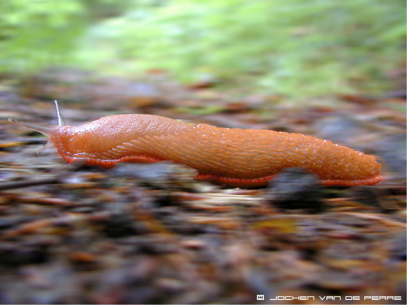 Diseño de Photoshop por Jochen para DesignCrowd (Community Contests) | Diseño #9148474