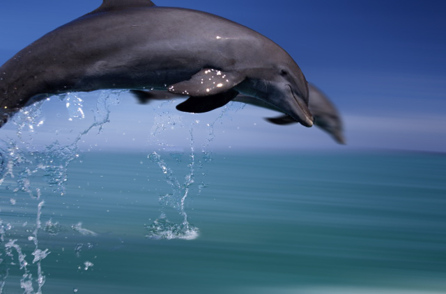 Diseño de Photoshop por Meatlump para DesignCrowd (Community Contests) | Diseño #9148514