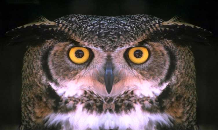 Photoshop-Design von MadamXelda für DesignCrowd (Community Contests) | Design #9148894