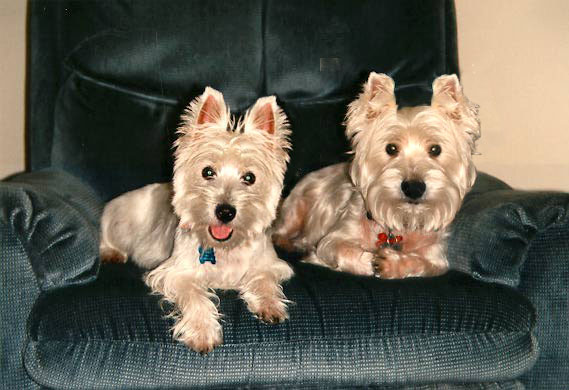 Photoshop Design by Roick for DesignCrowd (Community Contests) | Design #9148883