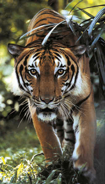 Diseño de Photoshop por SK_Tyger para DesignCrowd (Community Contests) | Diseño #9148982