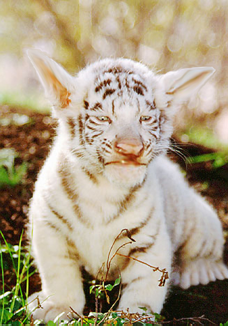 Photoshop-Design von hesredbird für DesignCrowd (Community Contests) | Design #9146676