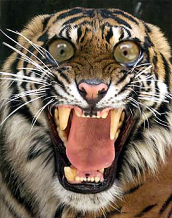 Diseño de Photoshop por MrArif para DesignCrowd (Community Contests) | Diseño #9146674