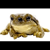 Photoshop Design by Gonzo