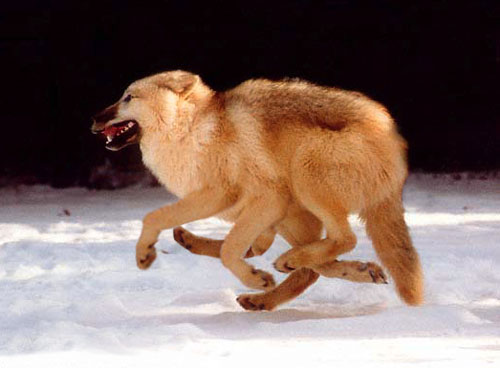 Photoshop Design by Jolt for DesignCrowd (Community Contests) | Design #9146701