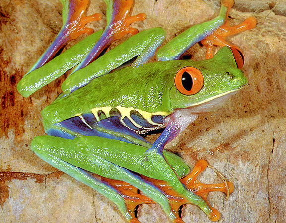 Photoshop Design by robayer for DesignCrowd (Community Contests) | Design #9146784