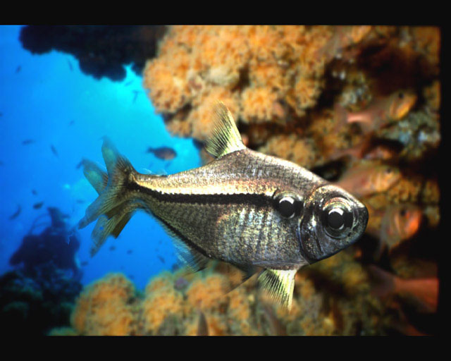 Photoshop-Design von flamehead631 für DesignCrowd (Community Contests) | Design #9146775