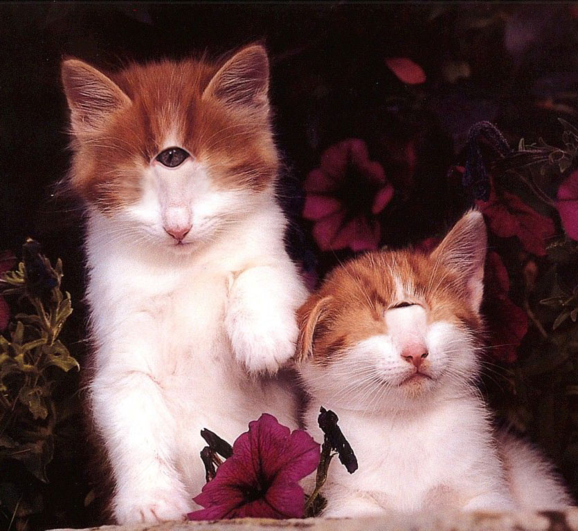 Diseño de Photoshop por Ghost para DesignCrowd (Community Contests) | Diseño #9146735