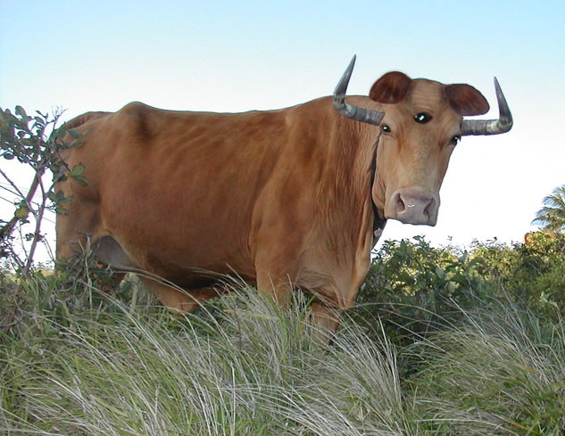 Photoshop Design by paplaukes for DesignCrowd (Community Contests) | Design #9146827