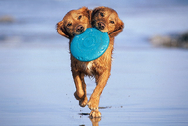 Photoshop Design by stylin for DesignCrowd (Community Contests) | Design #9146818