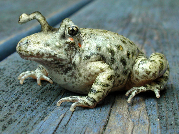 Design Photoshop par fRedline pour DesignCrowd (Community Contests) | Design #9146788