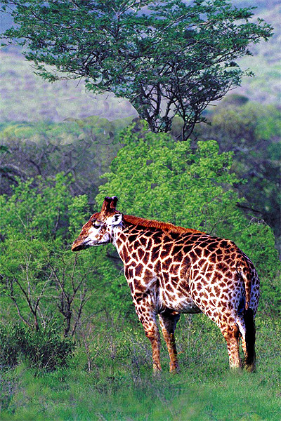 Photoshop-Design von galackz für DesignCrowd (Community Contests) | Design #9146841