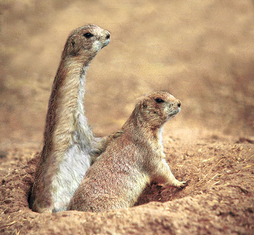 Photoshop Design by g4girl for DesignCrowd (Community Contests) | Design #9146853