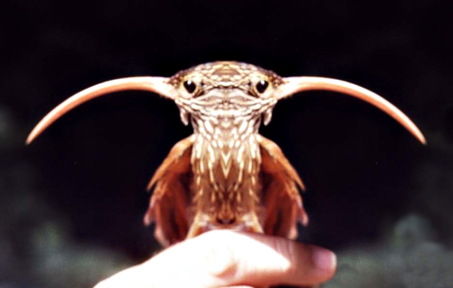 Photoshop Design by its420here for DesignCrowd (Community Contests) | Design #9146828