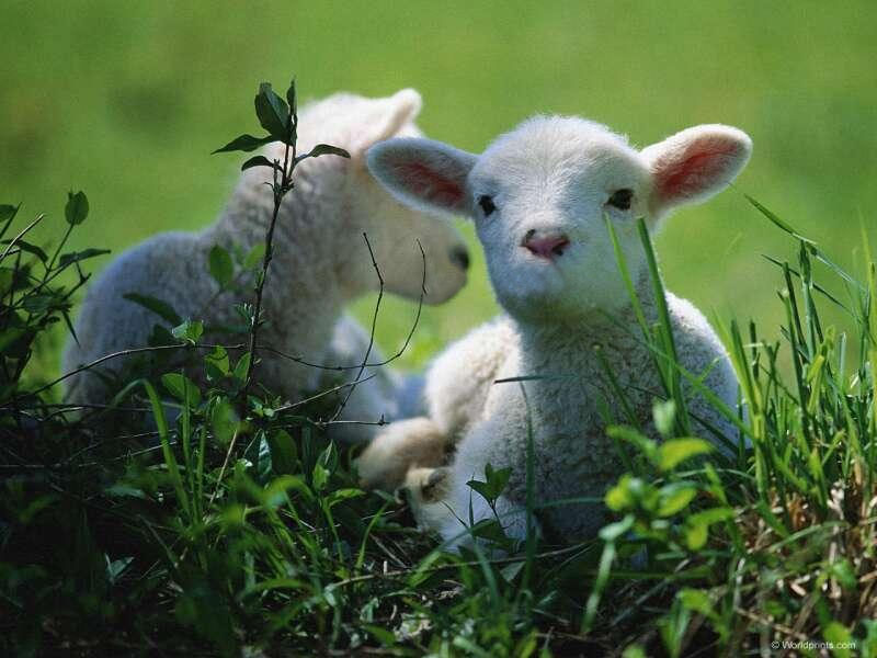 Design Photoshop par FatHead pour DesignCrowd (Community Contests) | Design #9149073