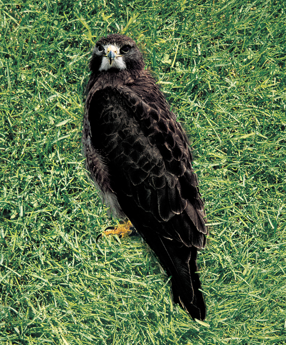 Diseño de Photoshop por Woodman para DesignCrowd (Community Contests) | Diseño #9149362