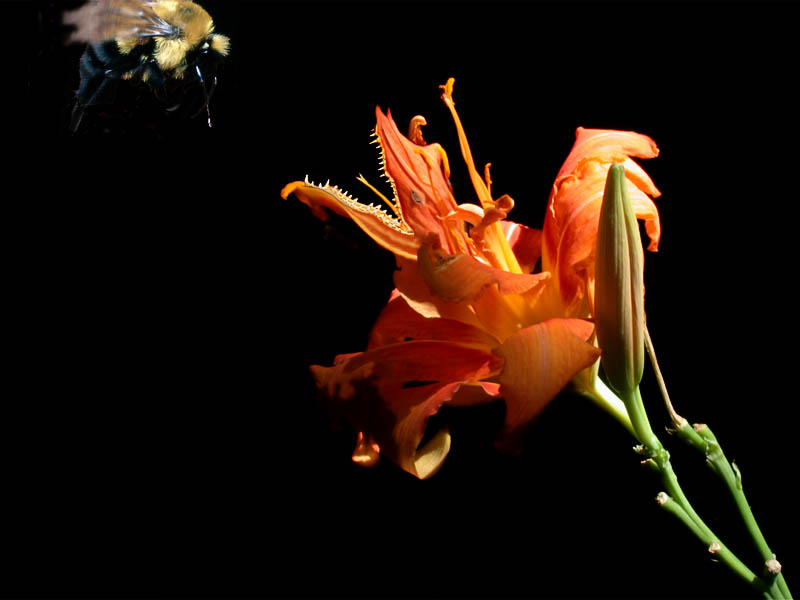 Photoshop Design by DakotaBoy88 for DesignCrowd (Community Contests) | Design #9152186