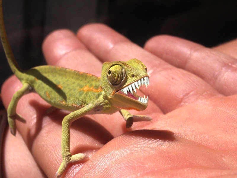 Photoshop Design by SiIkenFairy for DesignCrowd (Community Contests) | Design #9152129