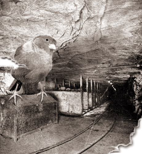 Photoshop-Design von CCZ für DesignCrowd (Community Contests) | Design #9151835