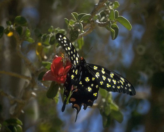 Photoshop-Design von MadamXelda für DesignCrowd (Community Contests) | Design #9148881