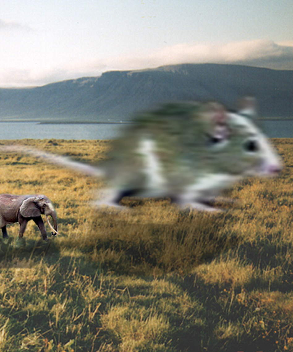 Diseño de Photoshop por szekely6 para DesignCrowd (Community Contests) | Diseño #9151885