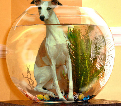 Photoshop Design by spitzit for DesignCrowd (Community Contests) | Design #9151880