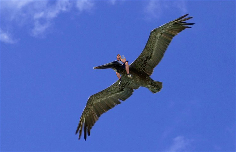 Photoshop Design by Xerox for DesignCrowd (Community Contests) | Design #9151951