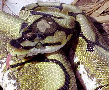 Design Photoshop par princeok pour DesignCrowd (Community Contests) | Design #9148908