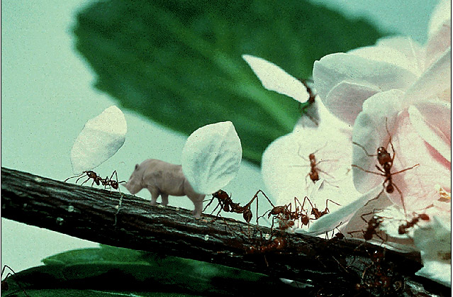 Photoshop Design by Axiom for DesignCrowd (Community Contests) | Design #9151943