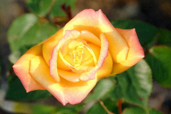 Photoshop Design by pyrotech for DesignCrowd (Community Contests) | Design #9139073