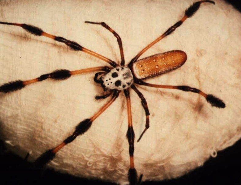 Photoshop Design by i_heart_anime for DesignCrowd (Community Contests) | Design #9148929