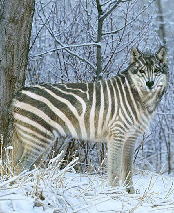 Photoshop-Design von hesredbird für DesignCrowd (Community Contests) | Design #9148937