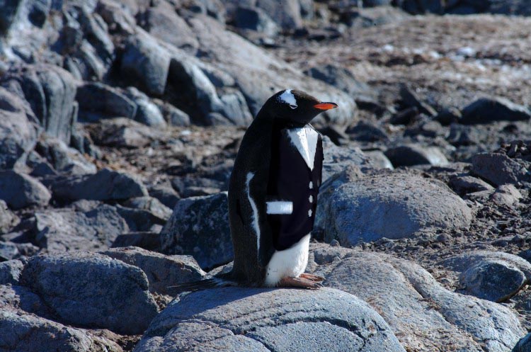 Design Photoshop par piotrek pour DesignCrowd (Community Contests) | Design #9148975